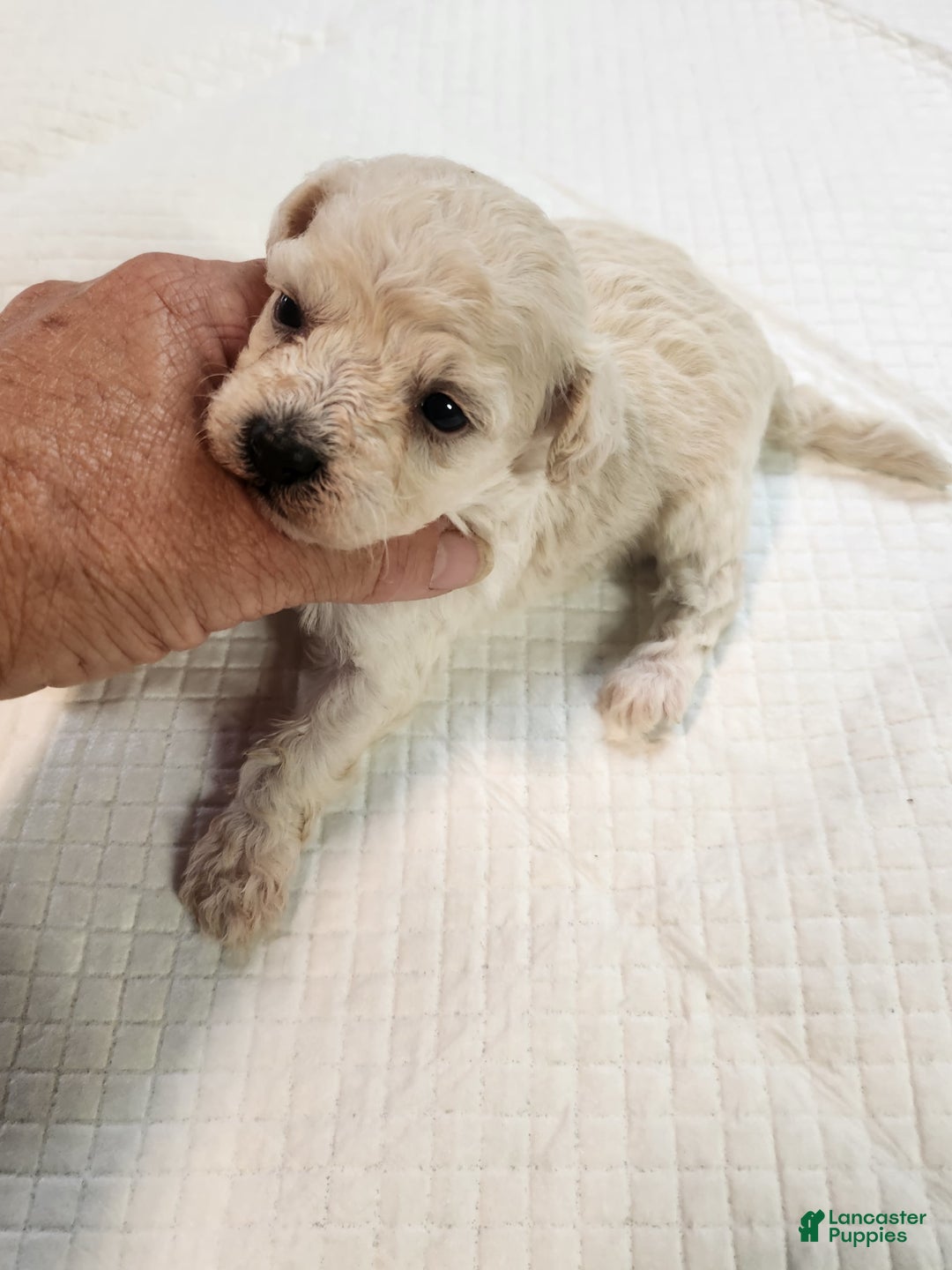 Bichon Frise dogs for sale: Toy Poodle/toy Bichon Puppy - Image 15