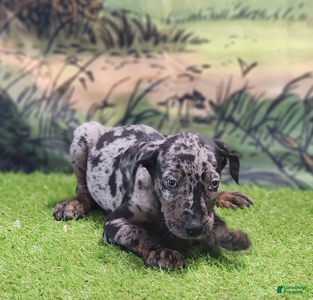 Catahoula Leopard Dog dogs for sale: Houdini 2025 Male 2 - Image 11