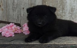 categoriesInfo:categoryAttributeOptions.pets.dogs.breed.belgianGroenendael dogs for sale: Abby - Image 1