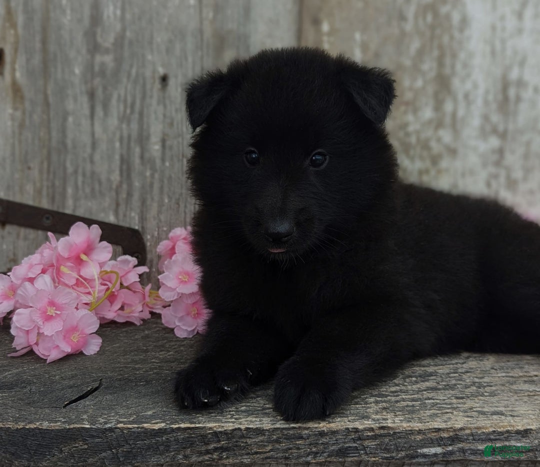 categoriesInfo:categoryAttributeOptions.pets.dogs.breed.belgianGroenendael dogs for sale: Abby - Image 1