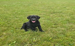 Labrador Retriever dogs for sale: Cole - Image 8