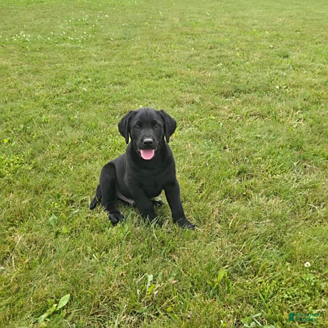 Labrador Retriever dogs for sale: Cole - Image 8