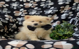 Pomeranian dogs for sale: Pomeranian 5 puppies - Image 1