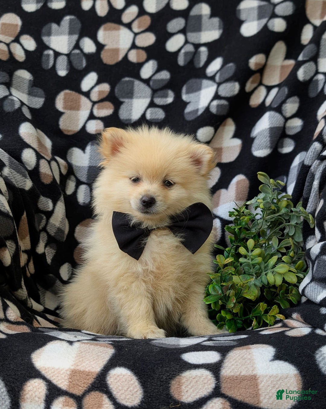 Pomeranian dogs for sale: Pomeranian 5 puppies - Image 1