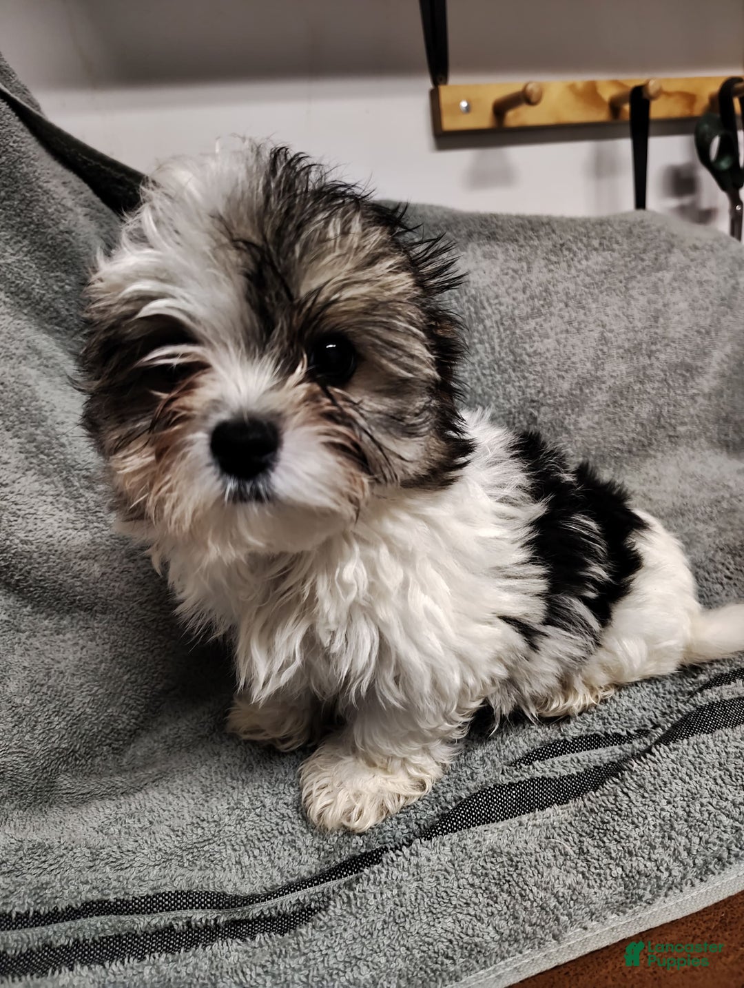 Morkie dogs for sale: Pokey - Image 8