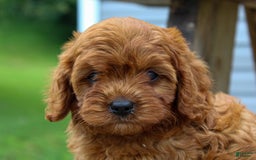 Cavapoo dogs for sale: Tucker - Image 4