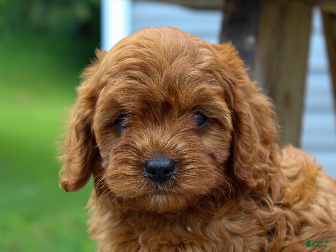 Cavapoo dogs for sale: Tucker - Image 4