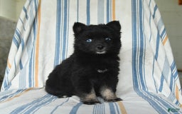 Pomsky dogs for sale: Hershey - Image 1