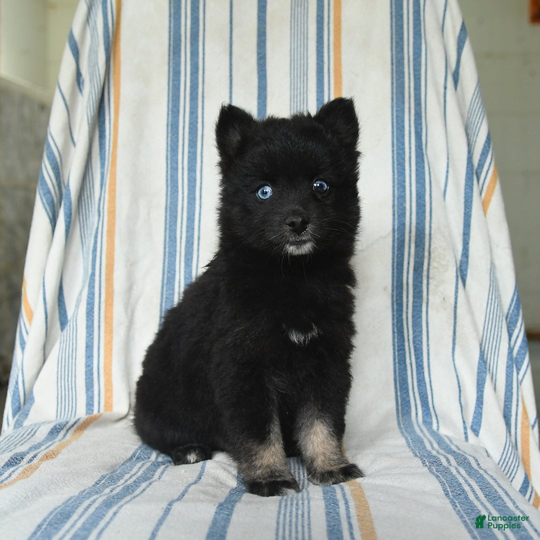 Pomsky dogs for sale: Hershey - Image 1