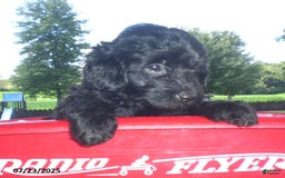 Yorkiepoo dogs for sale: Manny - Image 17
