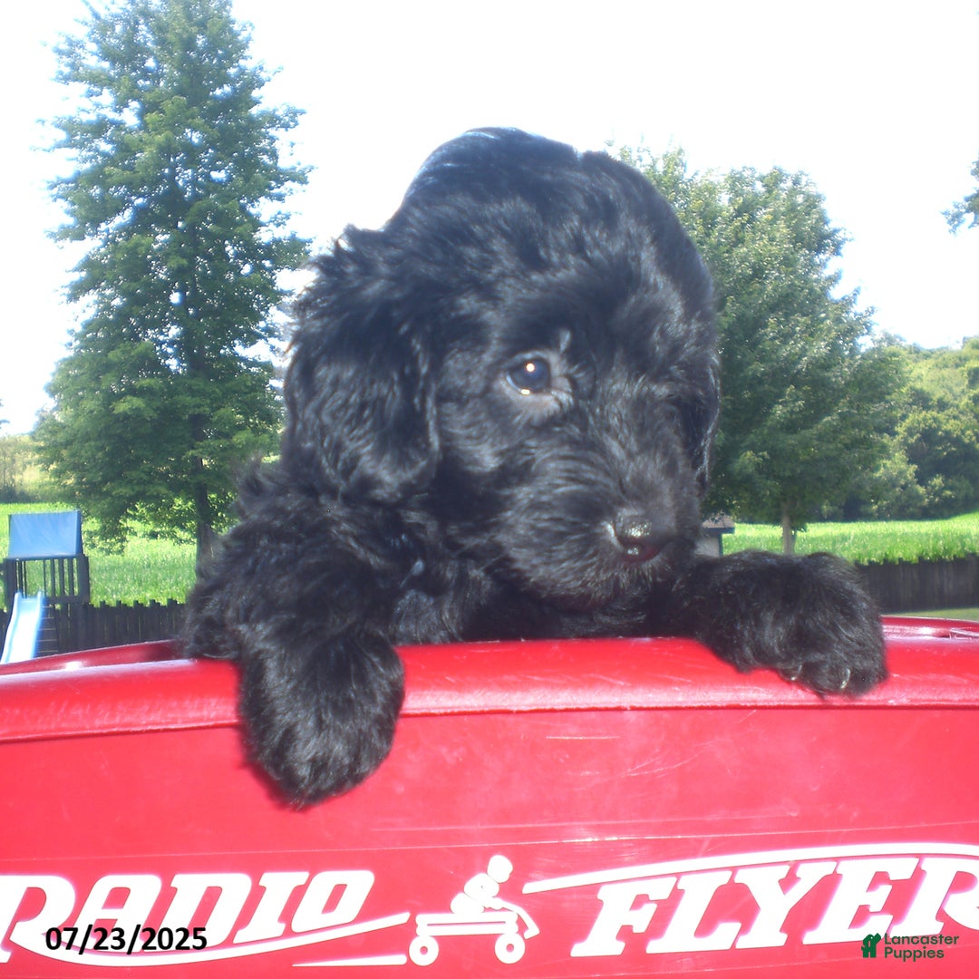 Yorkiepoo dogs for sale: Manny - Image 17
