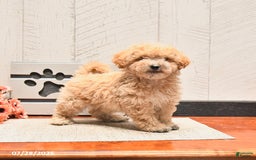 Maltipoo dogs for sale: Winston - Image 3