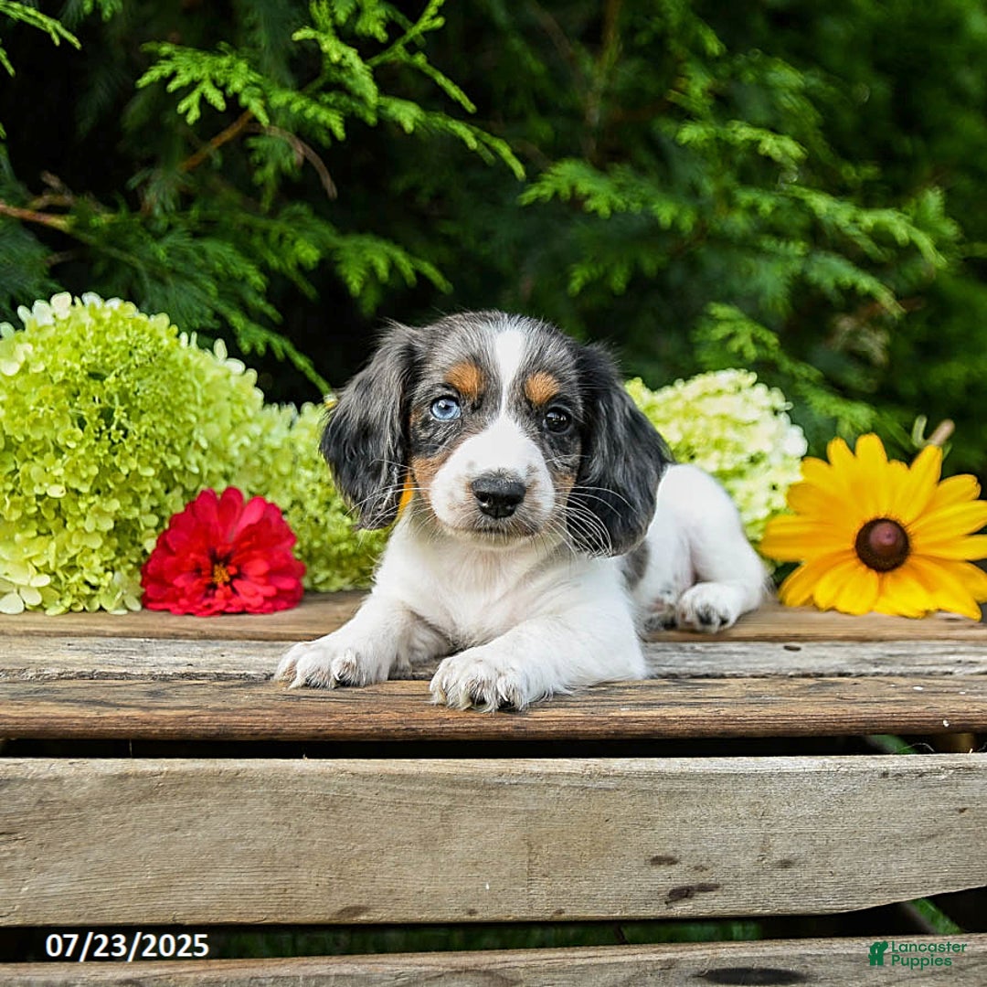 Miniature Dachshund dogs for sale: Enzo - Image 3