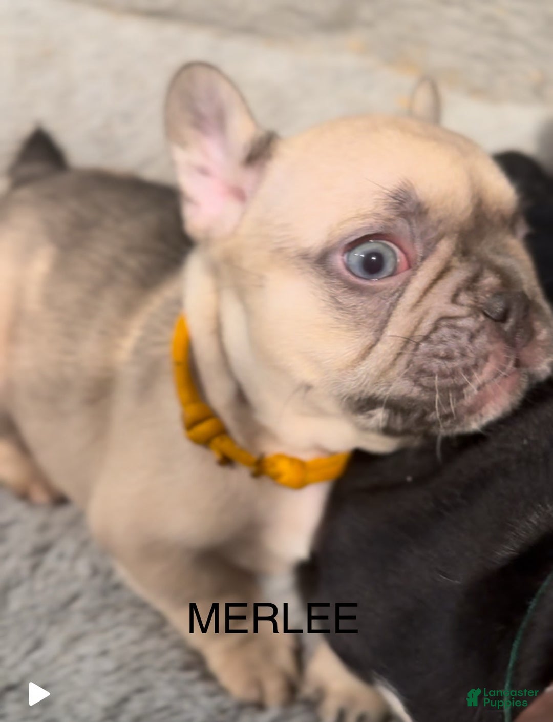 French Bulldog dogs for sale: Blessing - Image 10