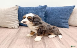 Mini Bernedoodle dogs for sale: Benson - Image 6