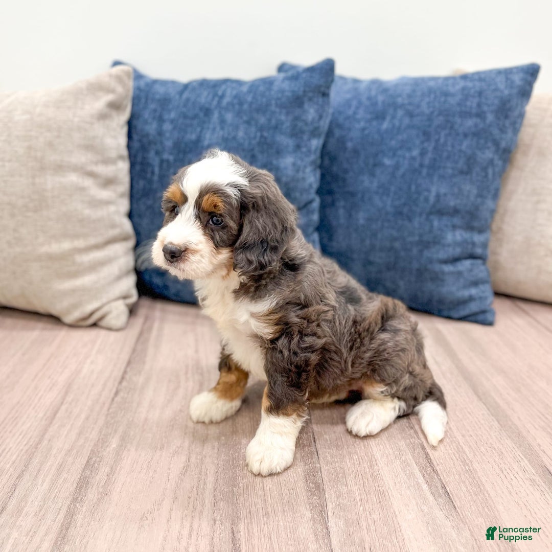 Mini Bernedoodle dogs for sale: Benson - Image 6