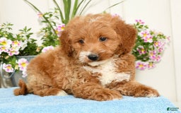 Mini Goldendoodle dogs for sale: Quinn - Image 4