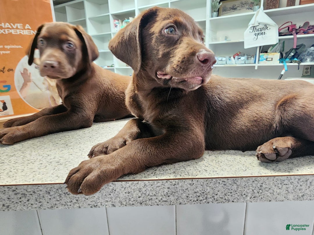 Labrador Retriever dogs for sale: Jan - Image 2