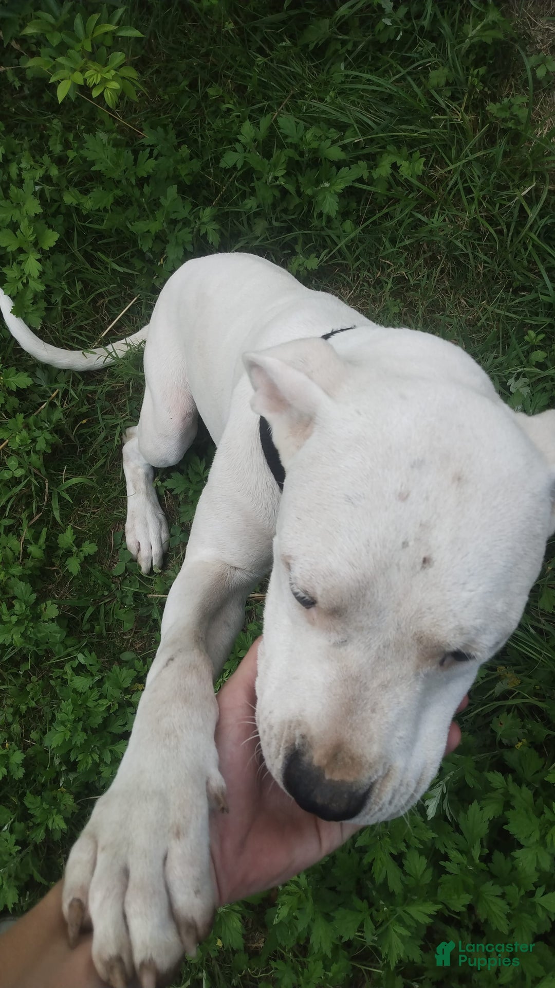 Dogo Argentino dogs for sale: Gold - Image 5