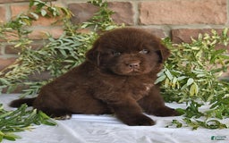 Newfoundland dogs for sale: Sarge - Image 1