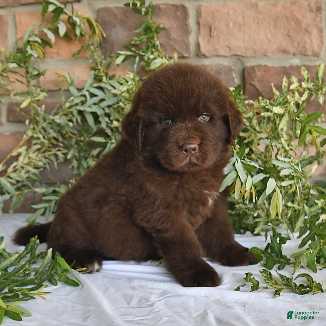 Newfoundland dogs for sale: Sarge - Image 1