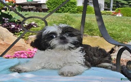 Shih Tzu dogs for sale: Spencer - Image 4