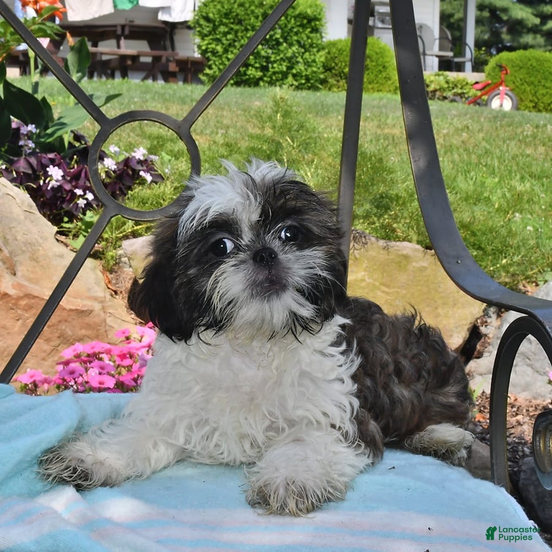 Shih Tzu dogs for sale: Spencer - Image 4