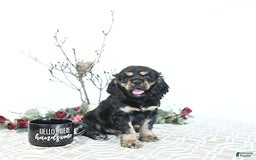 Cocker Spaniel dogs for sale: Banjo - Image 9