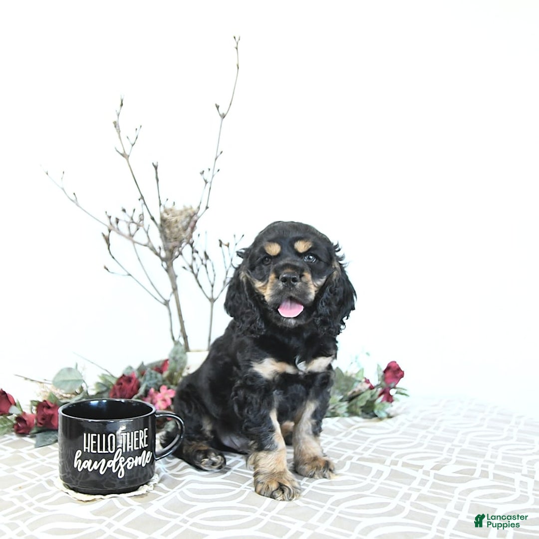 Cocker Spaniel dogs for sale: Banjo - Image 9