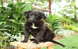 Australian Shepherd dogs for sale: Bella - Image 14