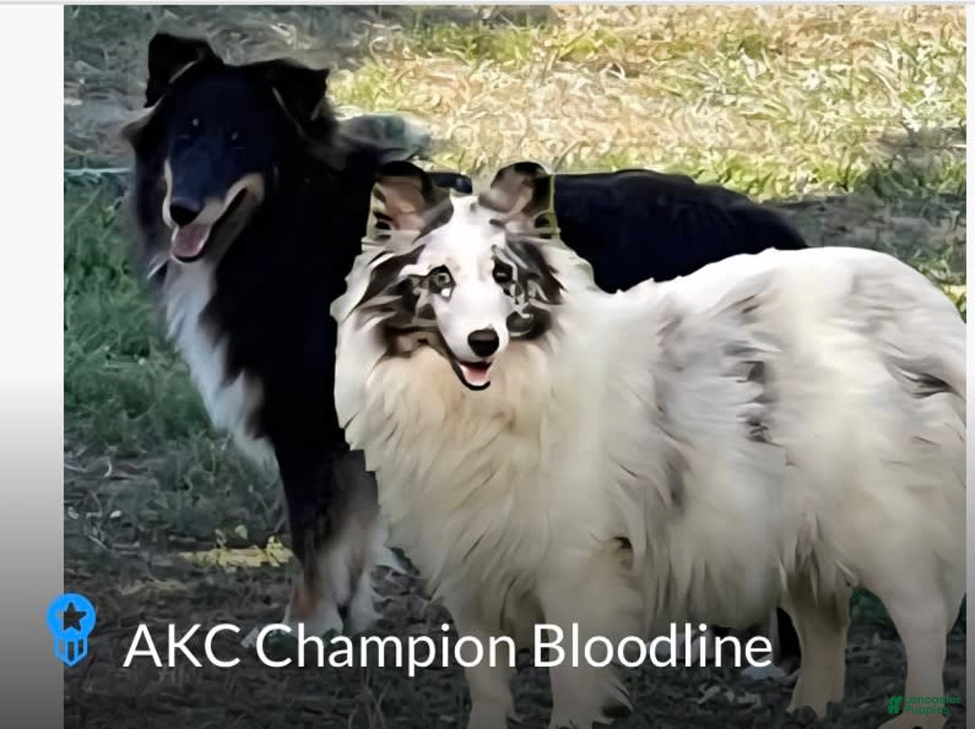 Shetland Sheepdog dogs for sale: Bi-black 6 - Image 6