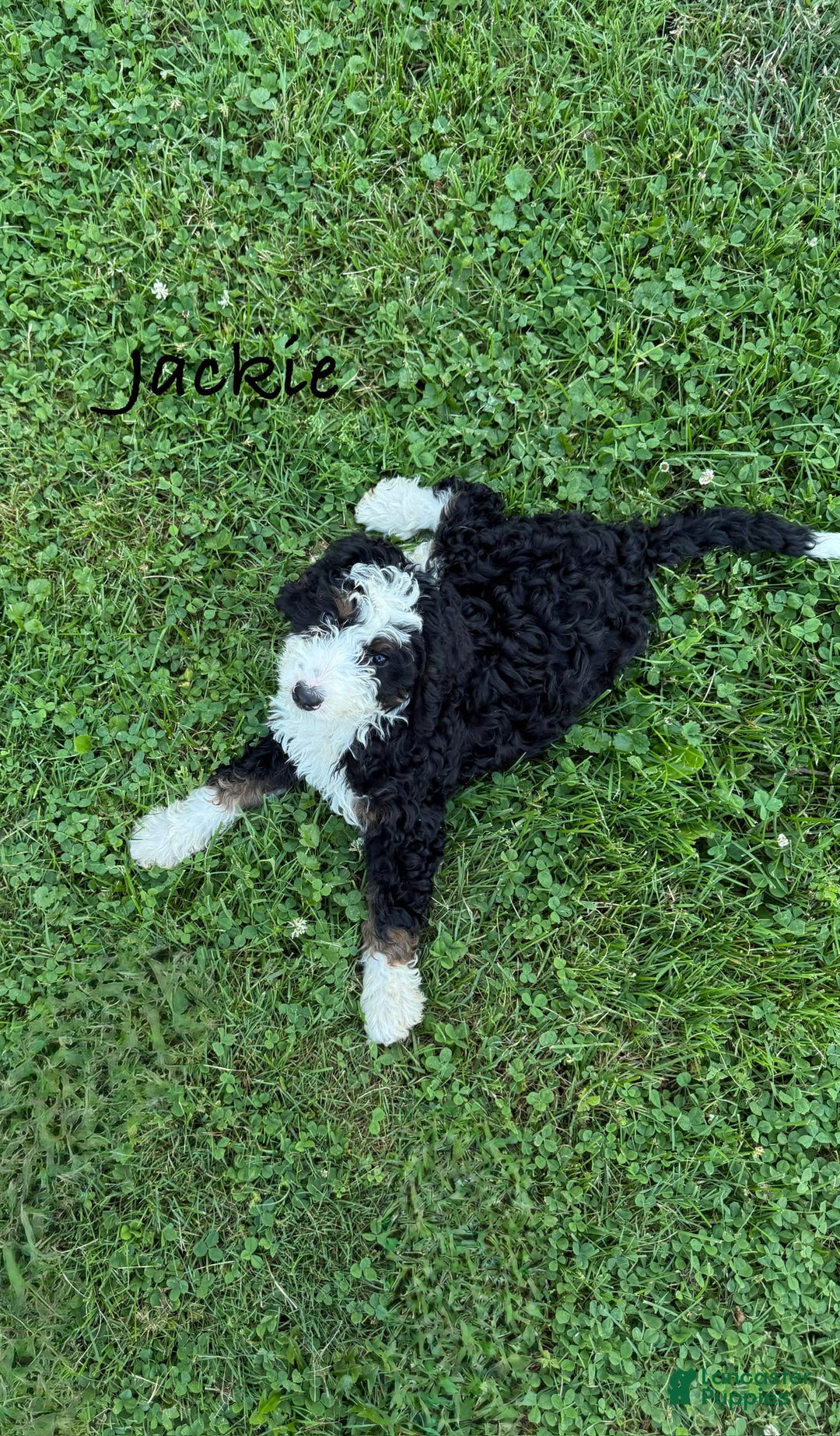 Bernedoodle dogs for sale: Jackie 77805 - Image 3