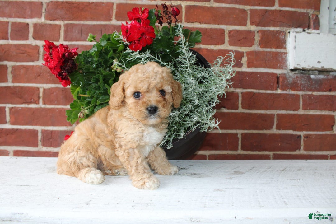 Cavapoo dogs for sale: Almond - Image 2
