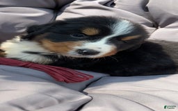 Bernese Mountain Dog dogs for sale: Red - Image 4