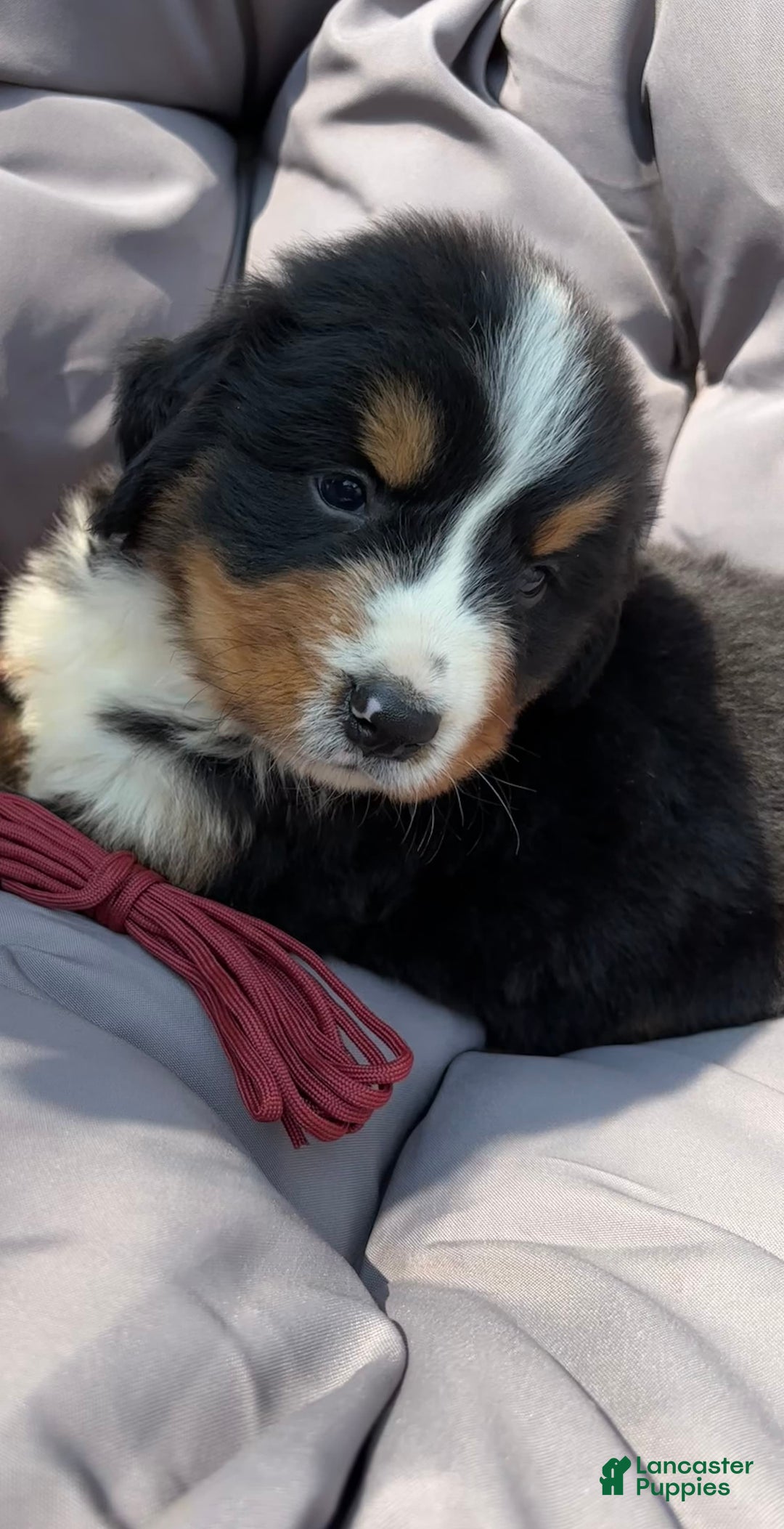 Bernese Mountain Dog dogs for sale: Red - Image 4