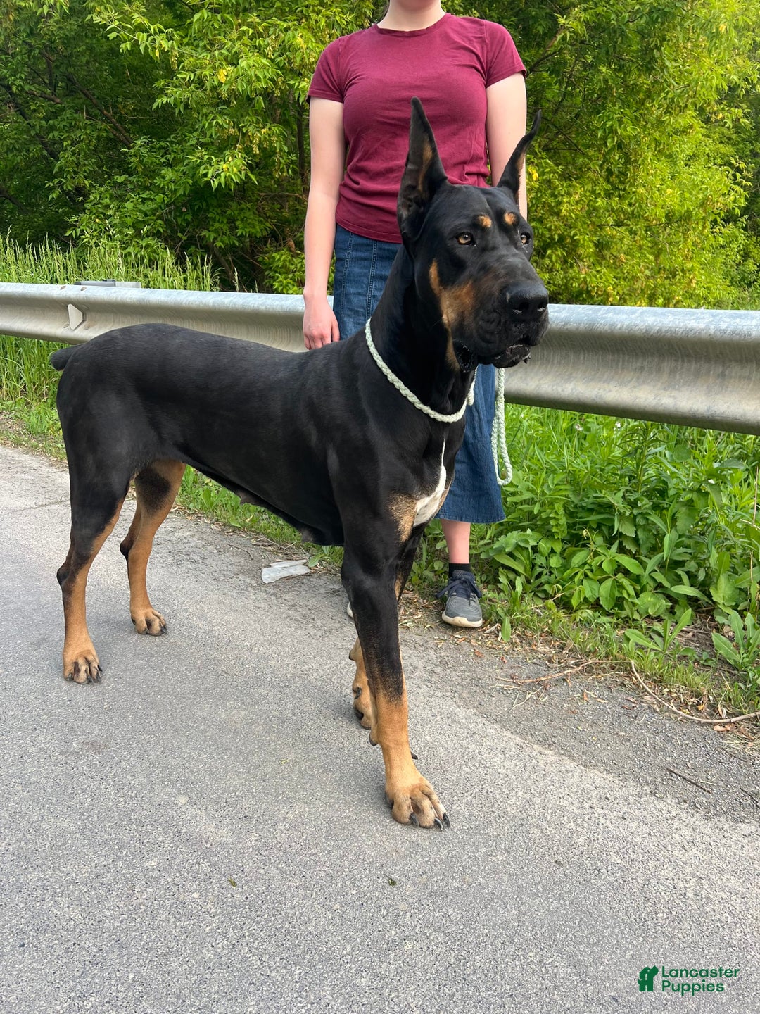 Great Dane dogs for sale: Mtn Dew - Image 4