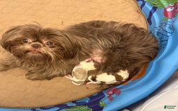 Shih Tzu dogs for sale: Lady Liberty - Image 5