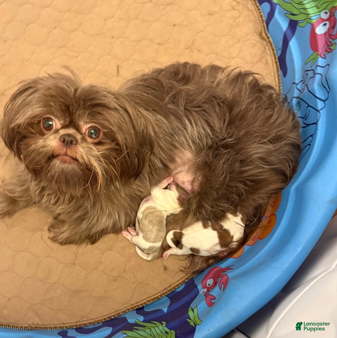 Shih Tzu dogs for sale: Lady Liberty - Image 5