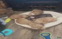American Bully dogs for sale: Socks - Image 34