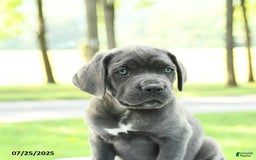 Cane Corso dogs for sale: Darcy - Image 4