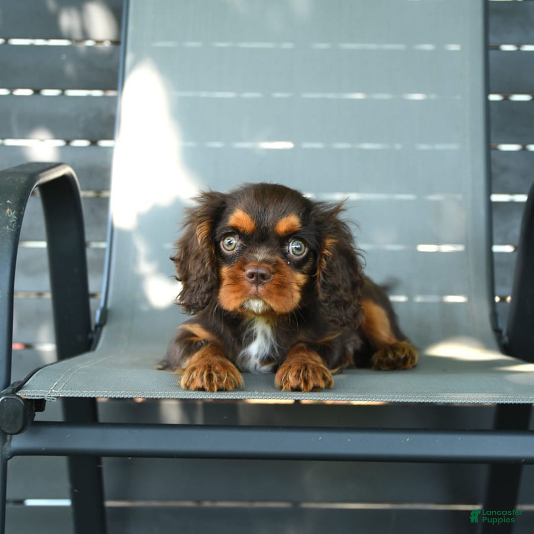 Cavalier King Charles Spaniel dogs for sale: Wiskey - Image 3