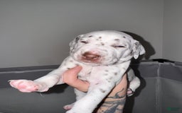 Dalmatian dogs for sale: Lamar Barkson - Image 2