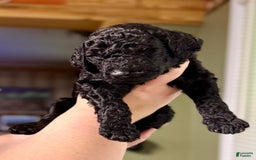 Goldendoodle dogs for sale: Laney - Image 1