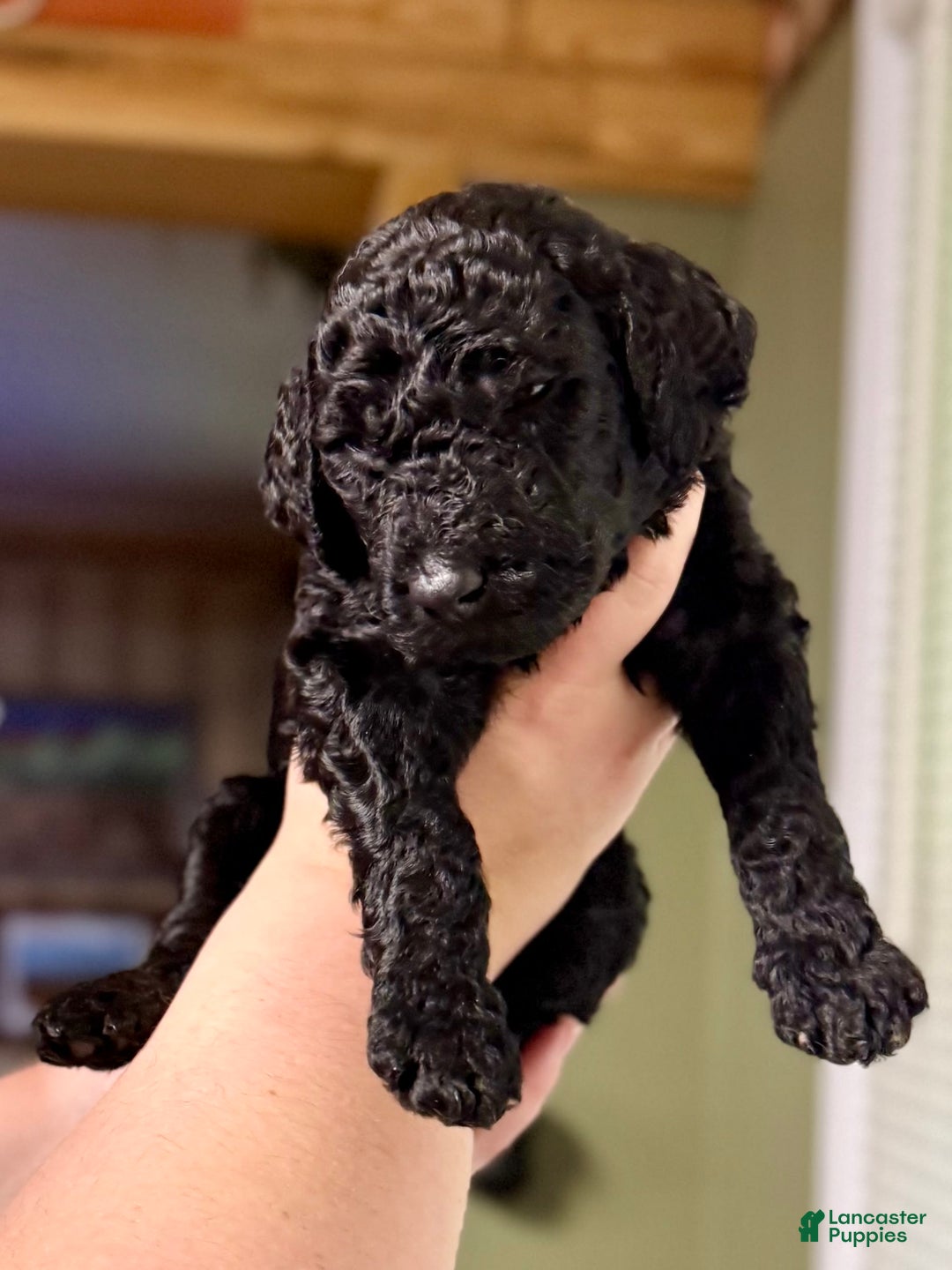Goldendoodle dogs for sale: Laney - Image 1