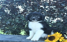 Aussiedoodle dogs for sale: Forrest - Image 3