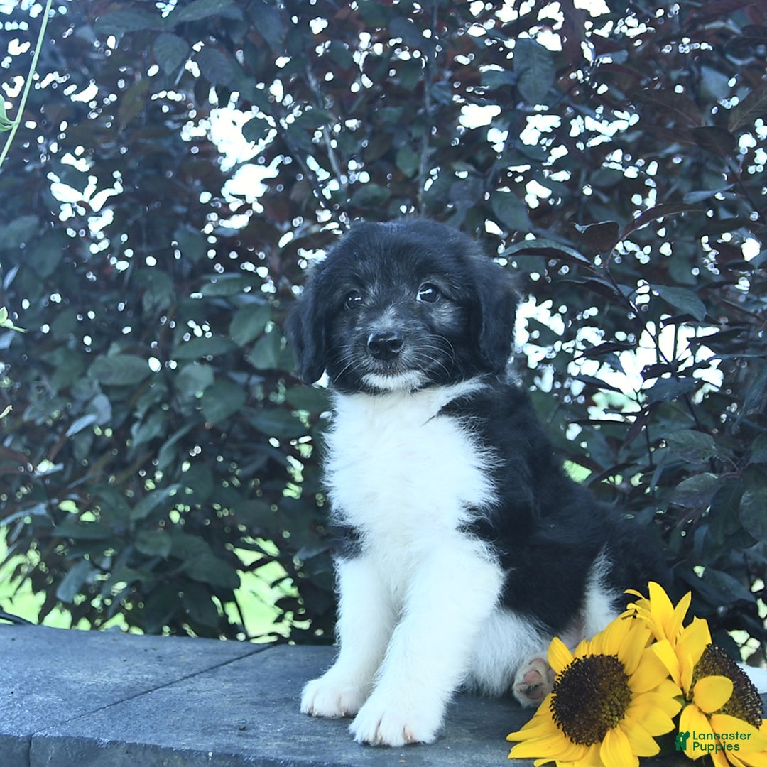 Aussiedoodle dogs for sale: Forrest - Image 3