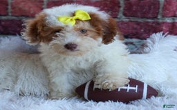 Cavachon dogs for sale: ECHO - Image 5