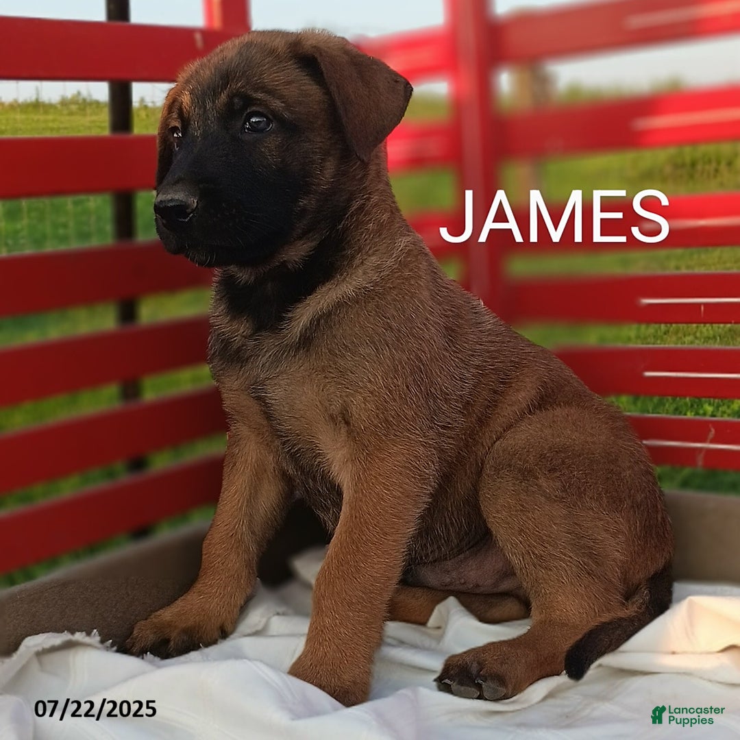 Belgian Malinois dogs for sale: James - Image 1