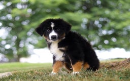 Australian Shepherd dogs for sale: Baja - Image 5