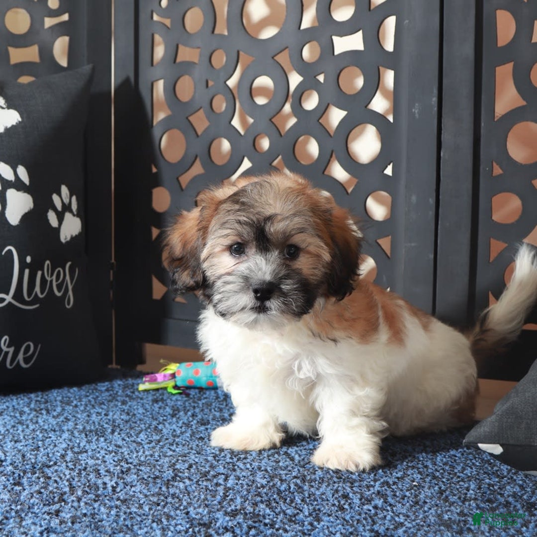 Teddy Bear dogs for sale: Teddy Bear 2 puppies - Image 2